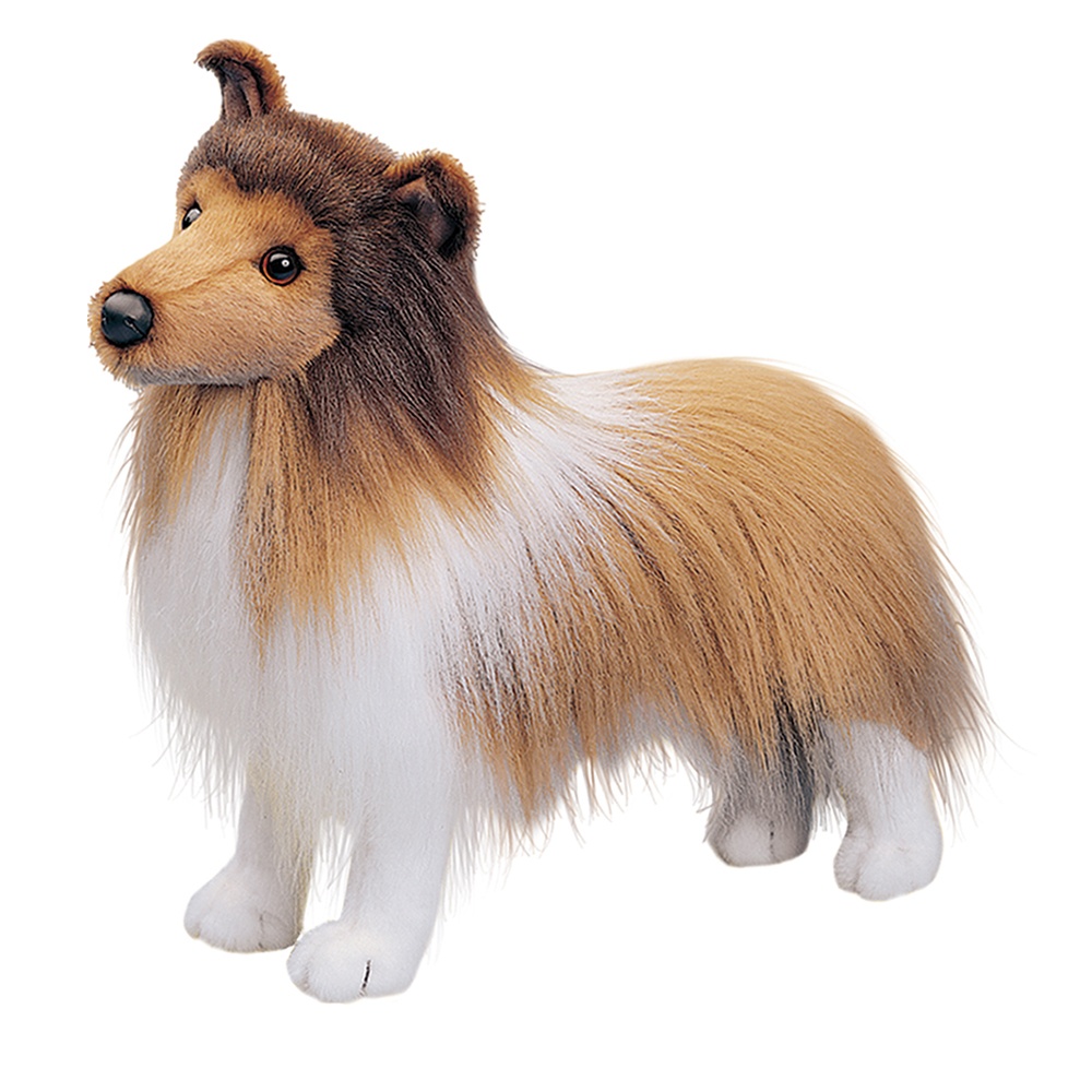 295.jpg Dixie Sheltie - Image 1